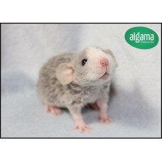 Rata Rex (Angora)